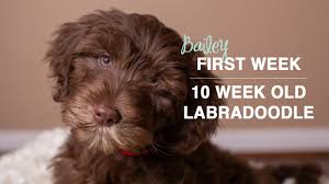 We want to simplify your search as much as possible, allowing you to connect to all the best, informative and valuable sites for labradoodles, including those of other breeders. Bringing Home Our New Puppy 9 Week Old Labradoodle Puppy Youtube