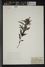 Image result for Clerodendrum ternatum
