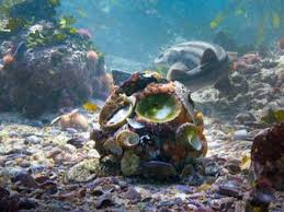 While cephalopods are known to be elusive, this particular octopus seemed happy to become foster's teacher. Sophie Lewis On Twitter Well I Watched My Octopus Teacher On Netflix A Flawed But Moving Documentary About A Straight Man Who Has A Lifechanging Erotic Relationship With A Female Octopus I