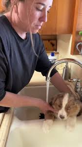 Washing five pups in one day💜 All of the Darren Liz puppies are the  absolute sweetest. Very patient and calm for their first baths. #miniaussie  #australianshepherd #miniatureamericanshepherd ...