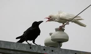 Black And White Ravens Spy Vs Spy Albino Animals Rare Albino Animals Crow