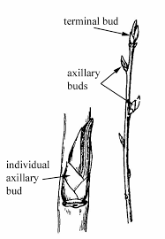 Image result for Amellus reductus