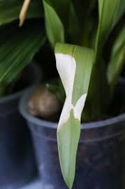 Am blattansatz ist es auch weiß und es fühlt sich matschig an. Phalaenopsis Orchideen Krankheiten Schadlinge Pflegefehler Majas Pflanzenblog