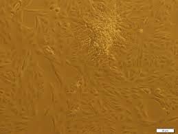 We would like to show you a description here but the site won't allow us. 84 Questions With Answers In Vero Cells Scientific Method