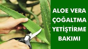 Aloe vera çiçeği bakımı nasıl yapılır? Aloe Vera Bitkisi Cogaltma Yetistirme Bakimi Nasil Yapilir Youtube