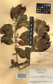 Image result for Oncinotis glabrata