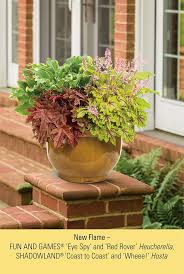 And don't get me wrong.annuals like petunias or bizzy lizzy are popular for good reasons. Mix Your Perennials For A Patio Container Full Of Color And Texture This Combination Is Best Container Gardening Flowers Container Gardening Garden Containers