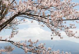 What you don't tell no one, you can tell me / little ghost, tall, tan like milk cherry blossom is an unreleased song by lana del rey. Fototapete Tapete Cherry Blossom Tree Bei Europosters Kostenloser Versand