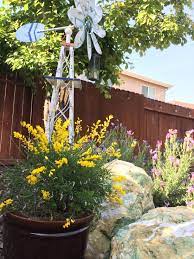 Sweet Broom And Lavender Flower Garden Pool Landscaping Sweet Broom