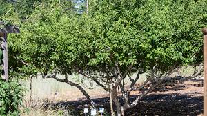 High Density Planting And Pruning Fruit Trees For The Home