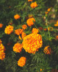 Marigold Tagetes Erecta Oc Plant Fungus Plants Marigold