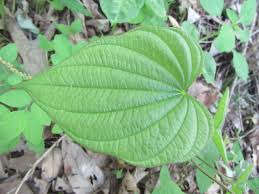 Image result for Dioscoreaceae