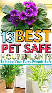 Finding houseplants safe for both cats and dogs can be a challenge, that's why i've put together this aspca approved guide so you can keep your having a cute (and nosy!) collie to care for as well as a few cats over the years, i am always worried about bringing new plants and flowers into the home. 25 Gorgeous Houseplants That Are Safe For Cats And Dogs Aspca Approved Safe House Plants Plants Indoor Flowering Plants