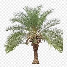 We did not find results for: Pygmy Date Palm Png Transparent Png 737x768 3288855 Pngfind