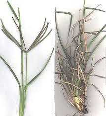 Image result for Eustachys