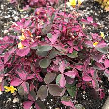 Check spelling or type a new query. Oxalis Plum Crazy Pratum Botanicals