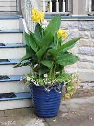 For example, they are very fond. Deer Resistant Annuals Colorful Choices For Sun And Shade