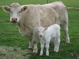 Beutiful Charolais Cow And Calf2 Jpg 1024 768 Cute Cows Cow Calf Barnyard Animals