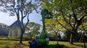Ken landscape is a professional landscape gardening company in singapore. Tree Cutting Singapore Tree Pruning Singapore Tree Removal