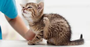 Test results that register as abnormal. Ear Infections In Cats Pdsa