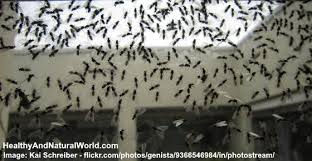 Boric acid and honey work because the honey attracts the ants and the boric acid kills off the ants when they take it back to the nest and digest it. How To Get Rid Of Flying Ants Quickly And Naturally