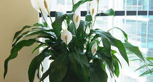 Fiori bianchi orto spontanee : Spatifillo Spathiphyllum Spathiphyllum Piante Da Interno Spatifillo Spathiphyllum Appartamento
