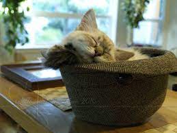Haha The Things That Cats Can Make Their Bodies Fit Into And Be Comfortable At The Same Time Amazing Cats I Love Cats Crazy Cats