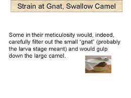 However, their disregarding the weightier matters of the law was comparable to swallowing a what does it mean to 'strain at a gnat, and swallow a camel'? Strain At Gnat Swallow Camel Jesus Spoke Many