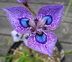 Image result for Moraea niassensis