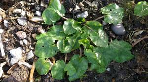 Image result for Schlechterina