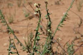 Image result for Carrichtera annua
