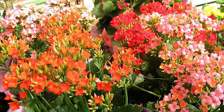 Image result for Kalanchoe latisepala