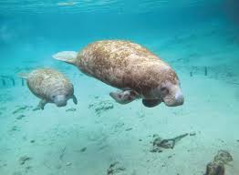Want to discover art related to manati? Manatee Diet Habitat Facts Britannica
