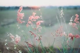 40 Gorgeous Spring Wallpapers To Brighten Your Day Inspirationfeed Spring hd wallpaper free download, beautiful spring images. 40 gorgeous spring wallpapers to