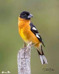 Birds do turn up in unexpected places (they can fly, after all) but generally your odds of an unknown bird being a. Black Headed Grosbeak Pheucticus Melanocephalus United States United States Photograph Black Headed Grosbeak Backyard Birds Bird Life List