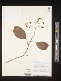 Image result for Hilsenbergia