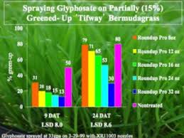 Spraying Glyphosate On Slightly Greened Up Bermudagrass In