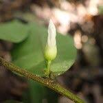 Image result for Carpolobia alba