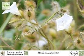 Image result for Merremia aegyptia