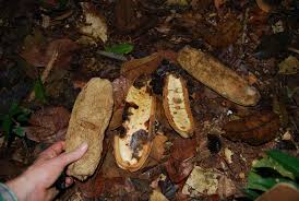 Image result for Tanaecium