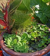 Image result for Isolepis sp.no.1