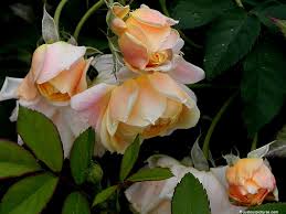 Image result for tbn:AWzYY9q209rRYM::rho0ofa.jeeran.com/24947_ABEER__ROSE.jpg