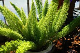 意外な観葉植物 アスパラガスの育て方 In Natural Style