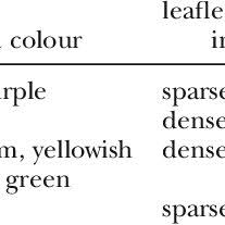 Image result for Mucuna glabrialata