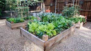 For a good fall crop, plant early so squash will mature before the first killing frost. If You Want To Grow And Eat Veggies This Fall Here S How To Get Started