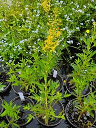 Image result for Lysimachia barbata