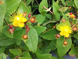Una pianta tappezzante perenne che forma morbidi tappeti erbosi molto spessi e striscianti. Iperico Hypericum Coltivazione