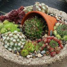 Pin Von Antonio Williams Auf C Pflanzen Kakteen Garten Sempervivum