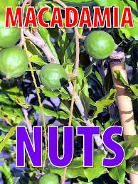 Image result for Macadamia aff. integrifolia