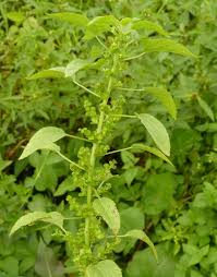 Image result for Acalypha chirindica